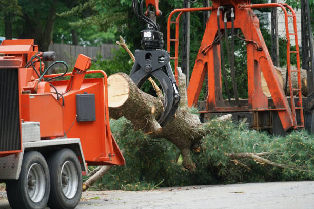 Best Tree Clearing Services  in Gibson, AR